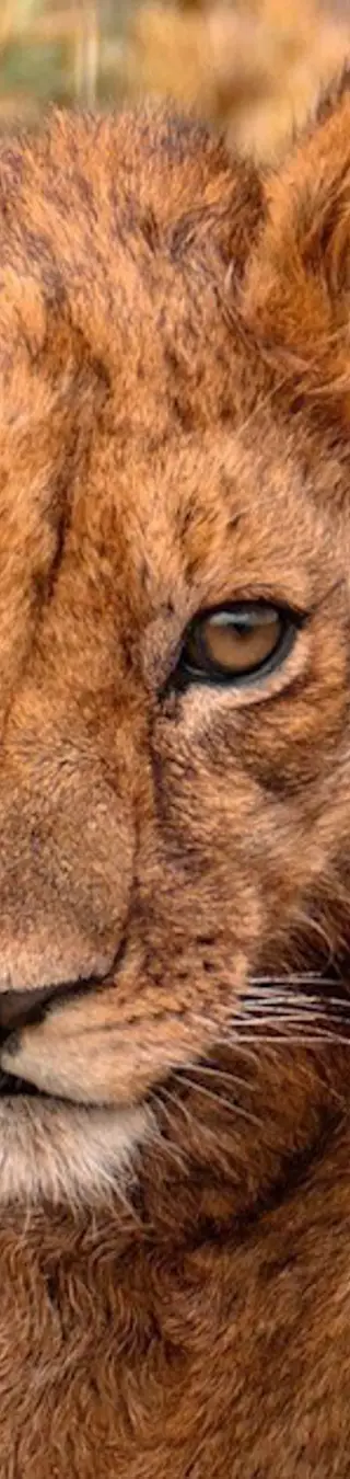 lionceau